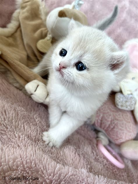 levage british shorthair metz|British Shorthair et Longhair